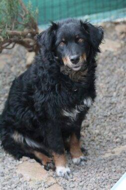 Dina
